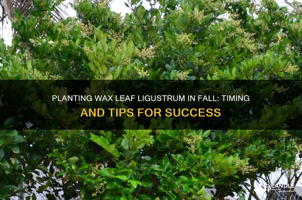 can i plant wax leaf ligustrum in fall