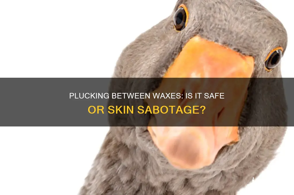 can i pluck between waxes