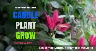 Pruning Brazilian Candle Plant: Tips for Healthy Growth and Blooming