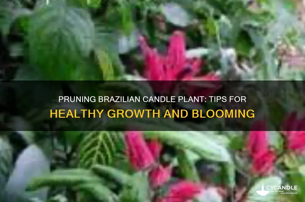 can i prune brazilian candle plant grow