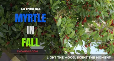 Pruning Wax Myrtle in Fall: Best Practices and Timing Tips