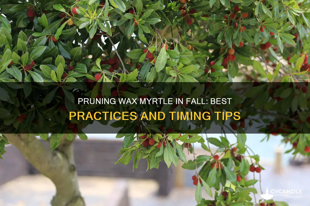 can i prune wax myrtle in fall