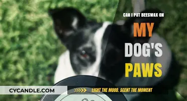 Is Beeswax Safe for Your Dog's Paws? A Complete Guide