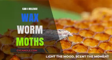 Releasing Wax Worm Moths: Benefits, Risks, and Best Practices Explained