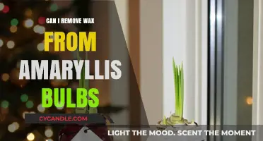 Removing Wax from Amaryllis Bulbs: A Simple Guide for Gardeners
