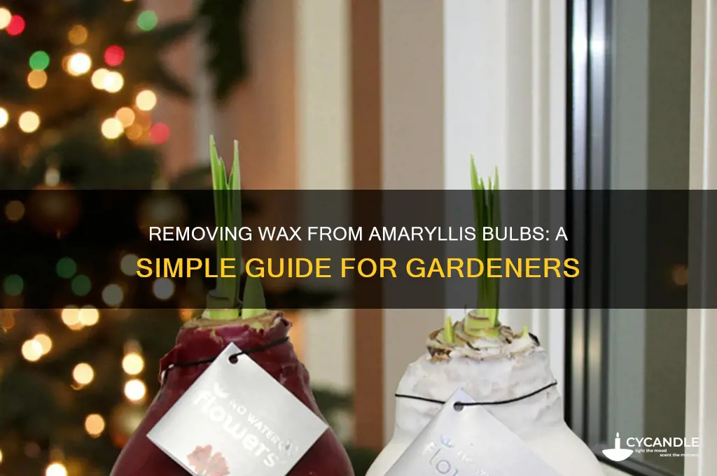can i remove wax from amaryllis bulbs