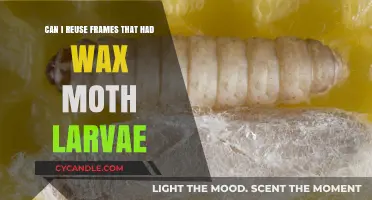 Reusing Wax Moth-Infested Frames: Safe Practices for Beekeepers