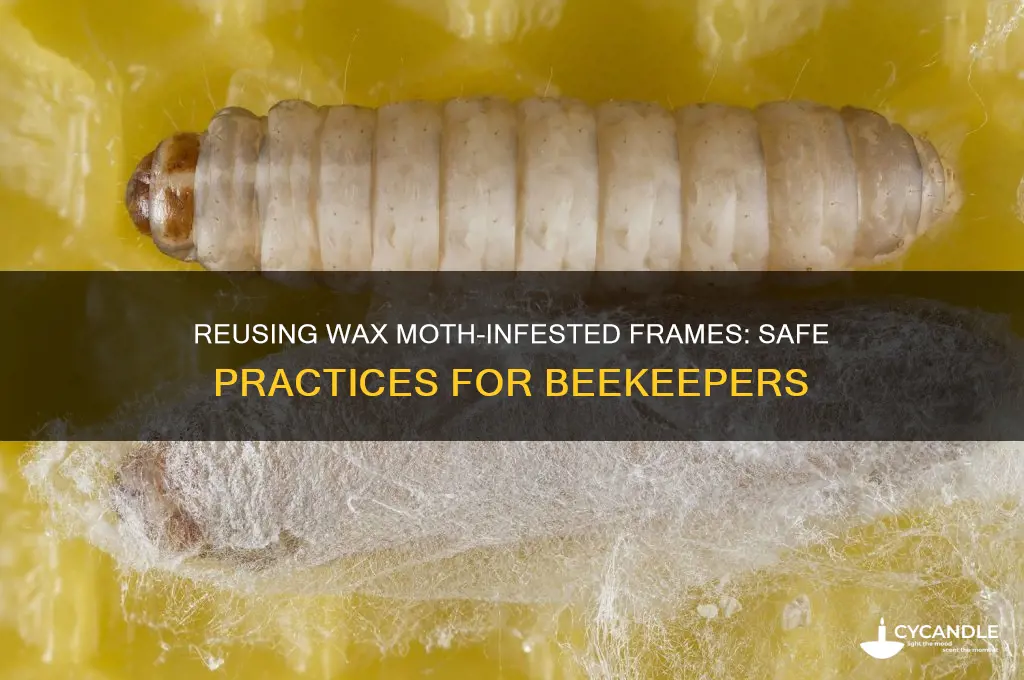 can i reuse frames that had wax moth larvae