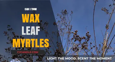 Trimming Wax Leaf Myrtles: Essential Tips for Healthy Pruning
