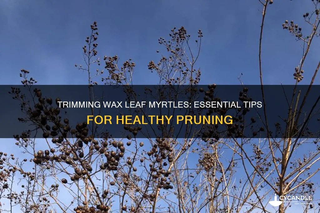 can i trim wax leaf myrtles