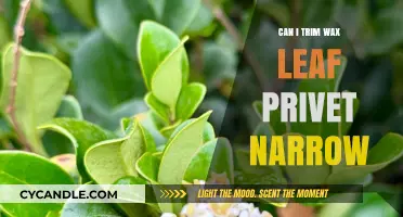 Trimming Wax Leaf Privet: How to Narrow and Shape Your Hedge