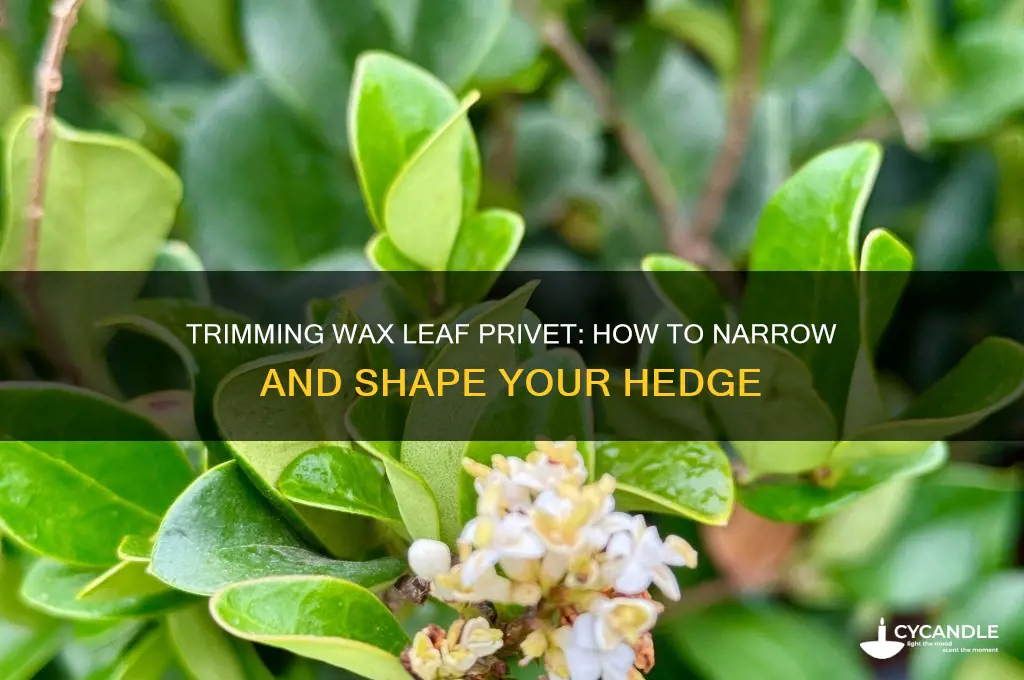 can i trim wax leaf privet narrow