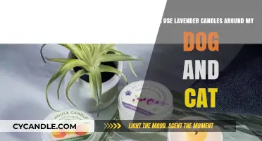 Lavender Candles and Pets: Safe for Dogs and Cats?