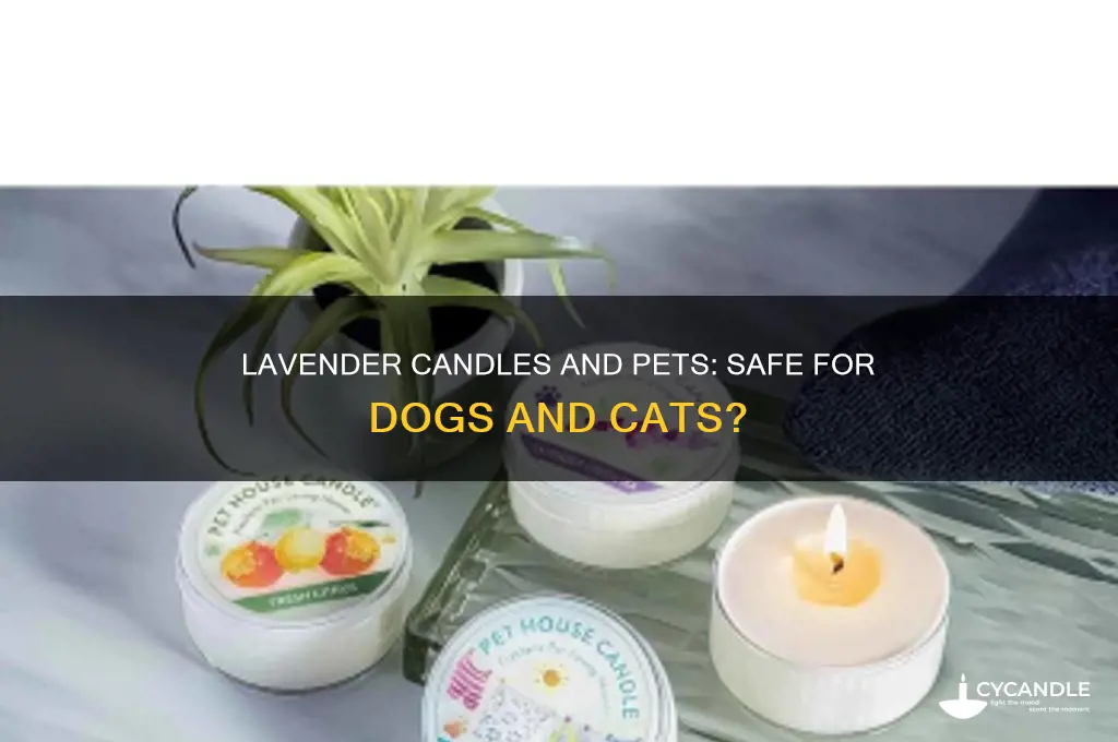 can i use lavender candles around my dog and cat