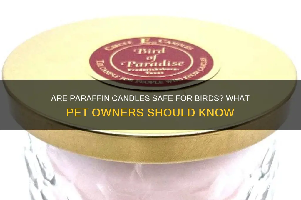 can i use paraffin candles around birds