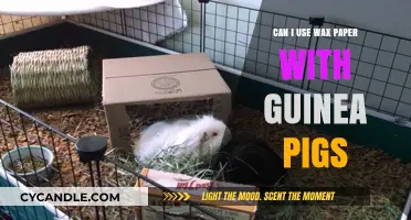 Is Wax Paper Safe for Guinea Pigs? A Complete Guide