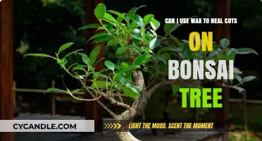 Using Wax for Bonsai Tree Cut Healing: Effective or Not?
