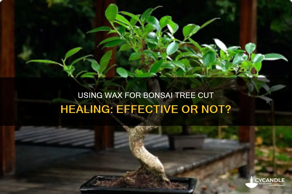 can i use wax to heal cuts on bonsai tree