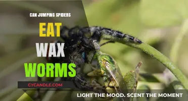 Can Jumping Spiders Safely Eat Wax Worms? A Dietary Guide