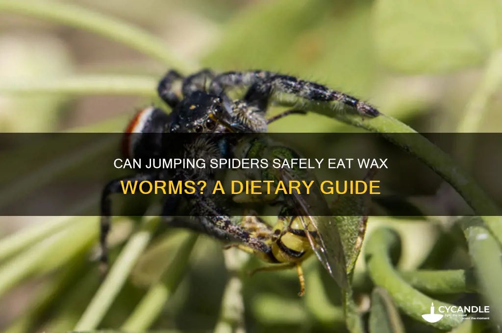 can jumping spiders eat wax worms