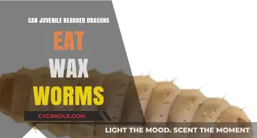 Juvenile Bearded Dragons and Wax Worms: Safe Feeding Guide