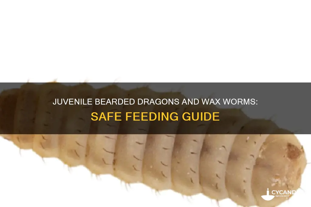 can juvenile bearded dragons eat wax worms