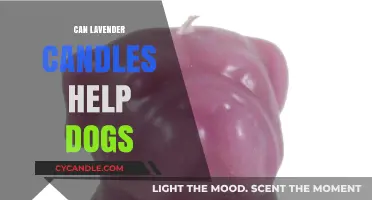 Lavender Candles for Dogs: Calming Effects or Potential Risks?