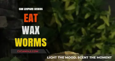 Can Leopard Geckos Eat Wax Worms? A Dietary Guide