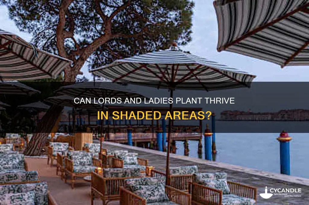 can lords candle plant survive in shade