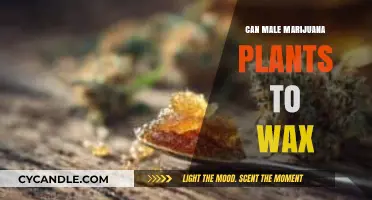Can Male Marijuana Plants Produce Wax? Exploring the Possibilities