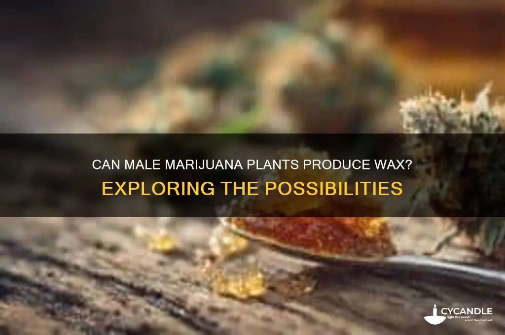 can male marijuana plants to wax