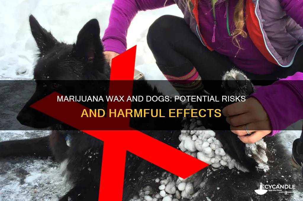 can marijuana wax harm a dog