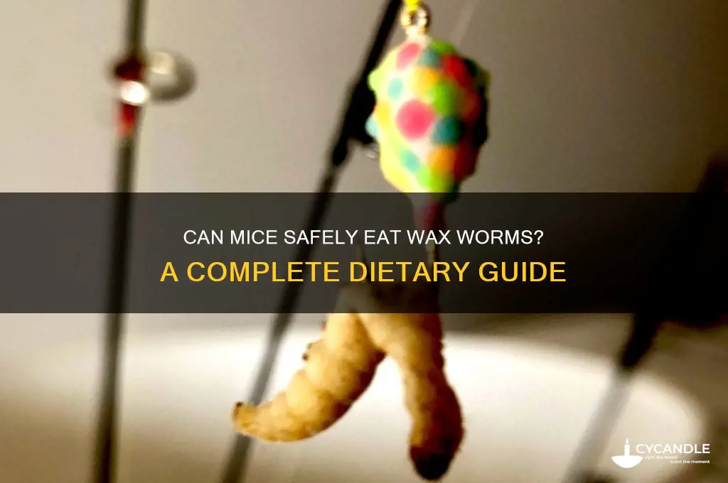 can mice eat wax worms