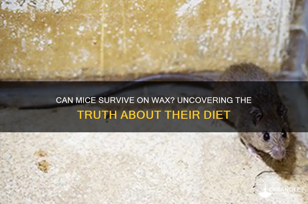 can mice live off of wax