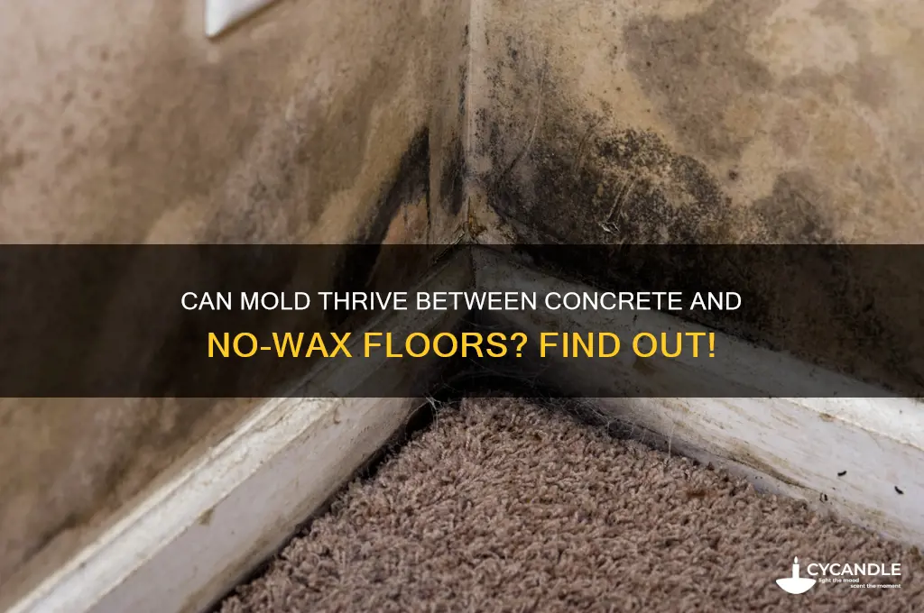 can mold grow between concrete and no wax floor