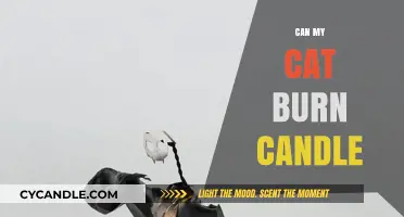 Can Cats Safely Be Around Burning Candles? Risks Explained