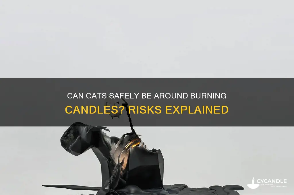 can my cat burn candle