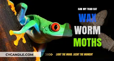 Can Toads Safely Eat Wax Worm Moths? A Feeding Guide