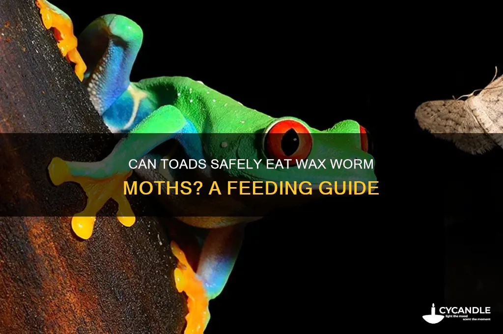 can my toad eat wax worm moths