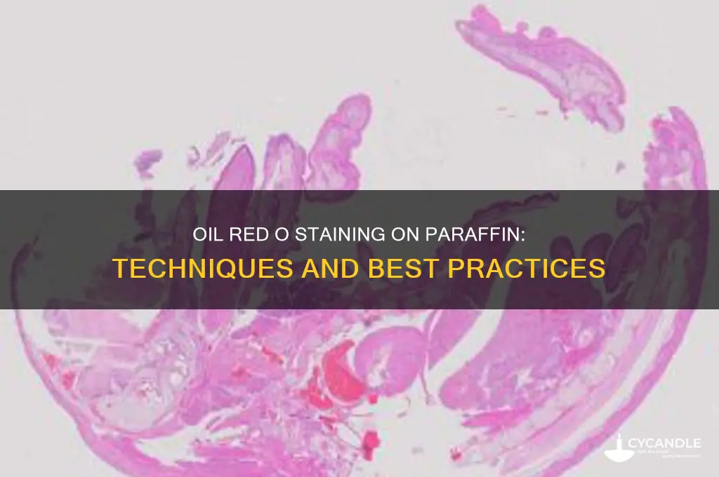 can oil red o stain be done on paraffin