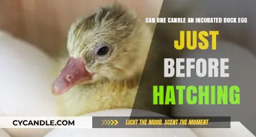 Can a Candle Safely Help Hatch an Incubated Duck Egg?