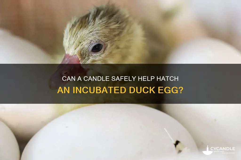 can one candle an incubated duck egg just before hatching