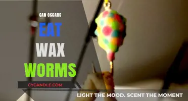Can Oscars Safely Eat Wax Worms? A Dietary Guide