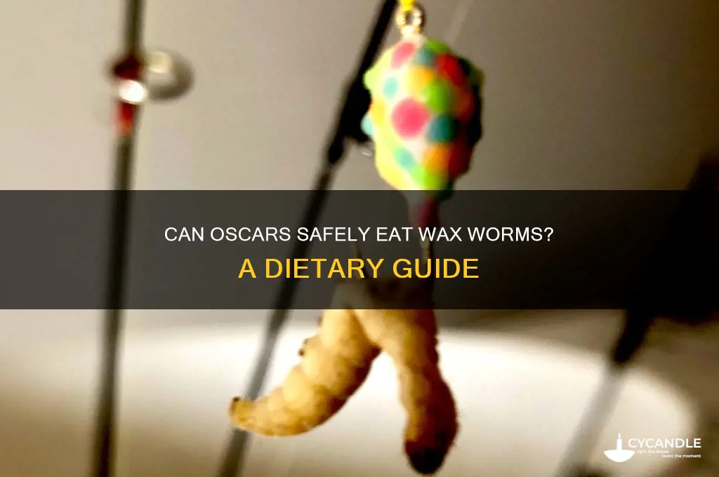 can oscars eat wax worms