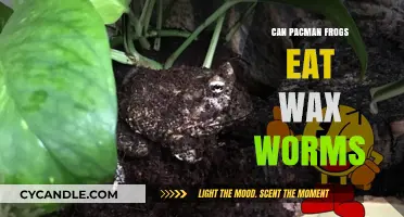 Can Pacman Frogs Safely Eat Wax Worms? A Dietary Guide