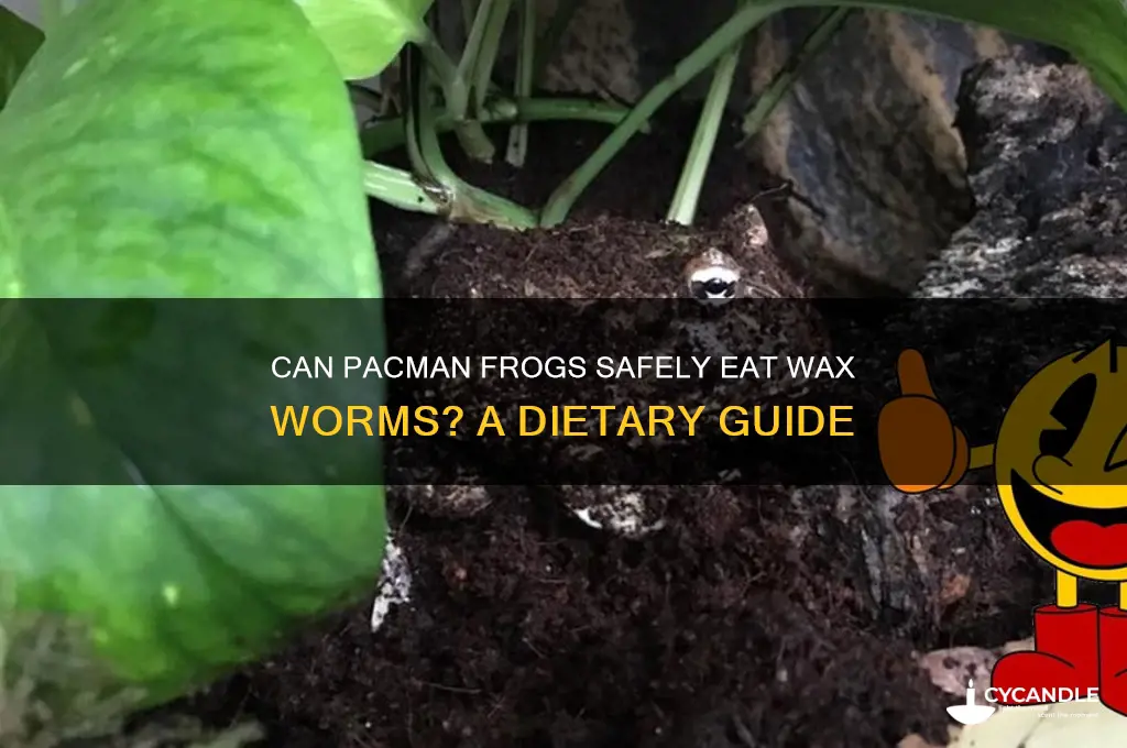 can pacman frogs eat wax worms