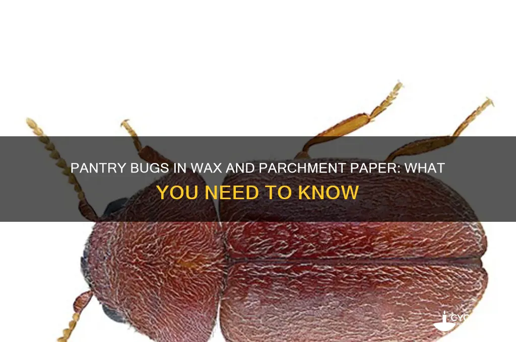 can pantry bugs get into your wax and parchment paper