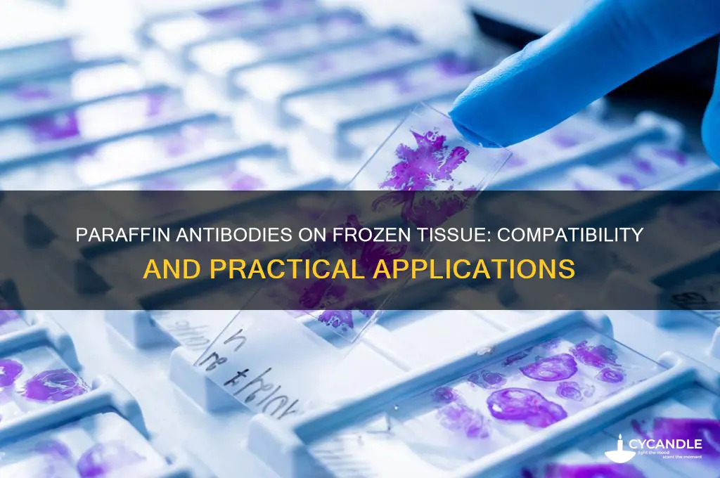 can paraffin antibodies work on frozen tissue