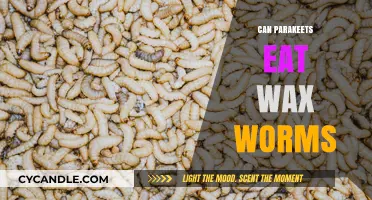 Can Parakeets Eat Wax Worms? A Safe Diet Guide