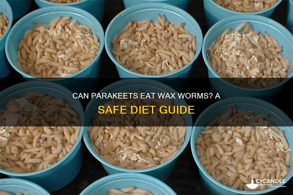 can parakeets eat wax worms